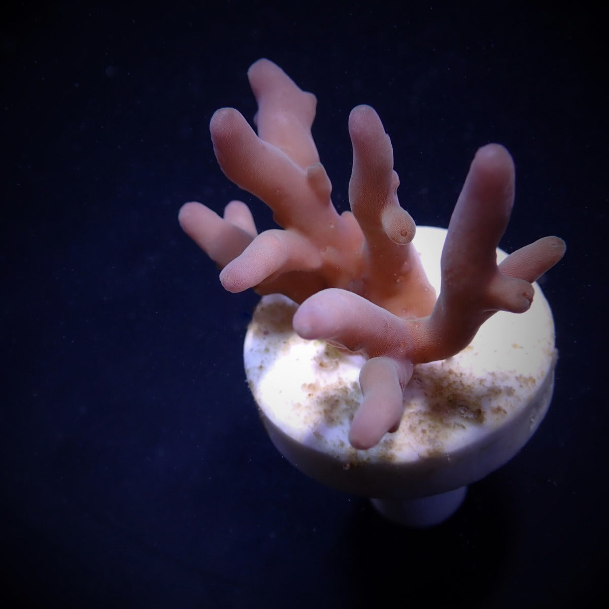 Acropora lokani