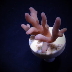 Acropora lokani