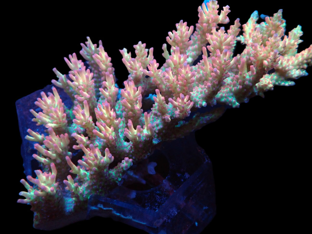 Acropora microclados (SSC) (Coral Sea) (XL) f 413