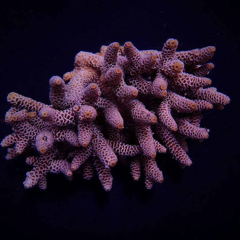 Acropora millepora