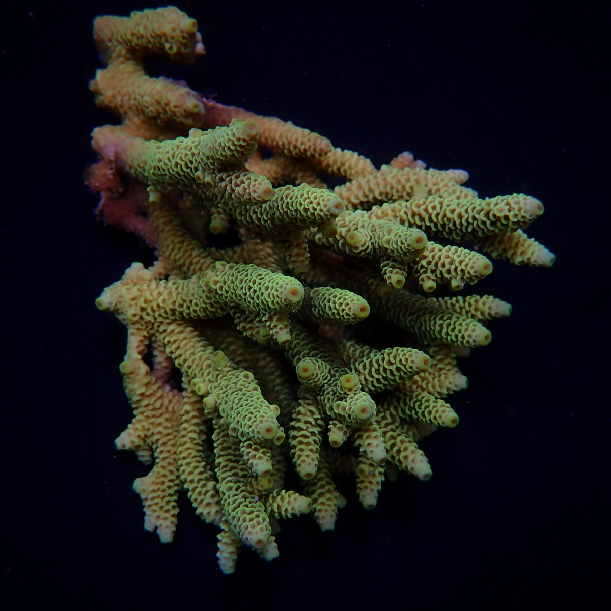 Acropora millepora