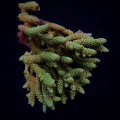 Acropora millepora