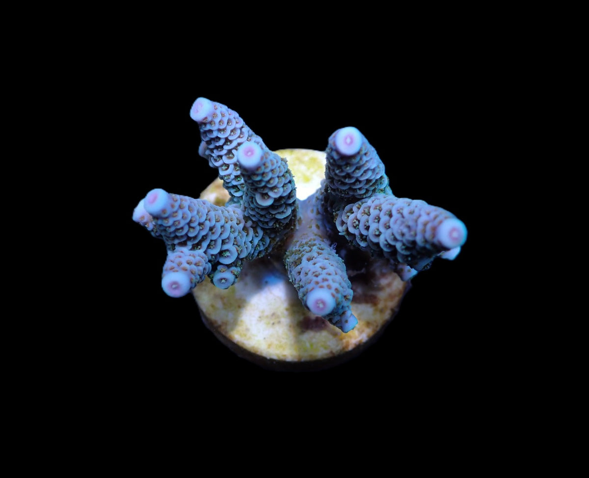 Acropora millepora (Blue) (frag)