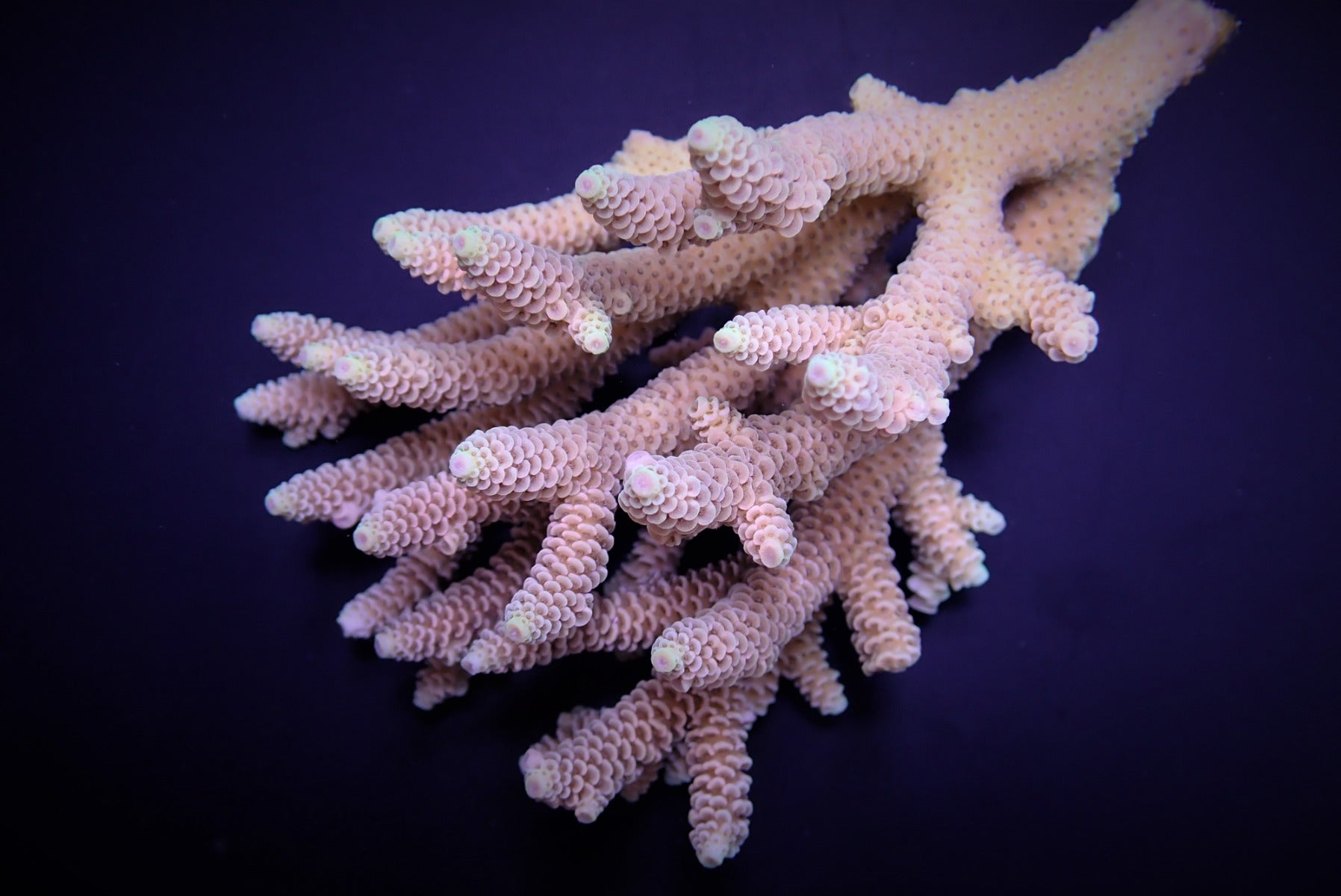 Acropora millepora