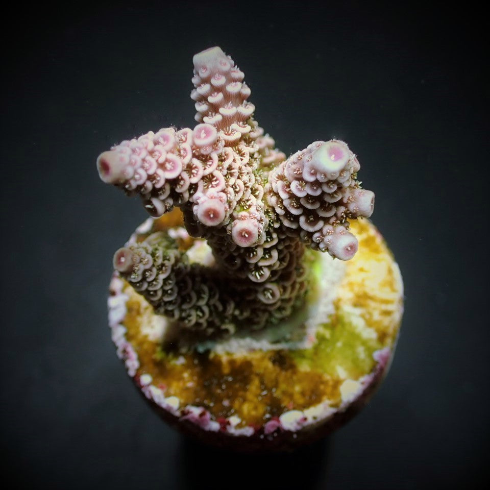 Acropora millepora