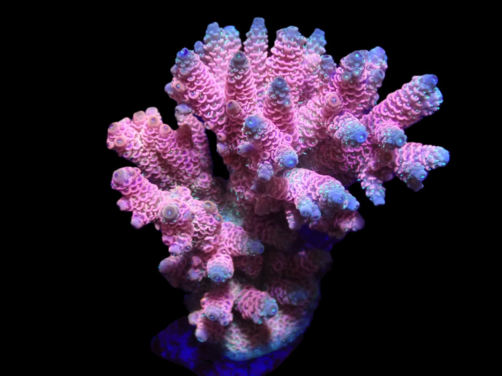 Acropora millepora (Red-Pink)