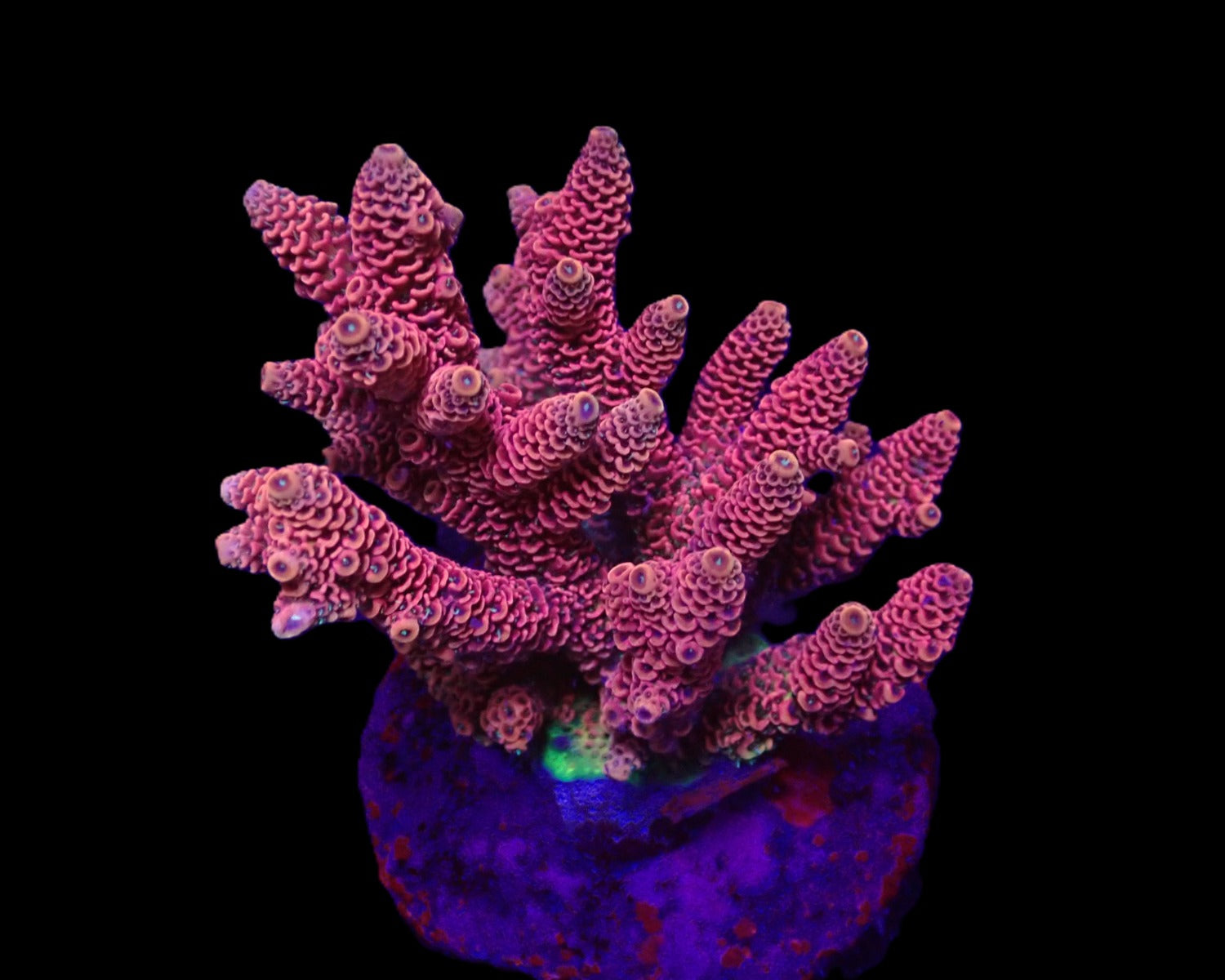 Acropora millepora (Red-Pink)