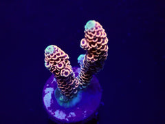 Acropora millepora (Red-Pink) (frag)