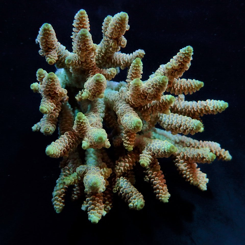 Acropora millepora (Rainbow)