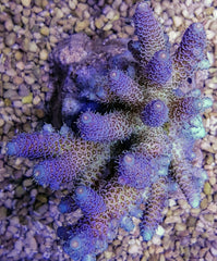 Acropora millepora (Rainbow)