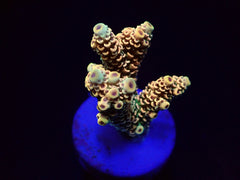 Acropora millepora (Rainbow) (frag)