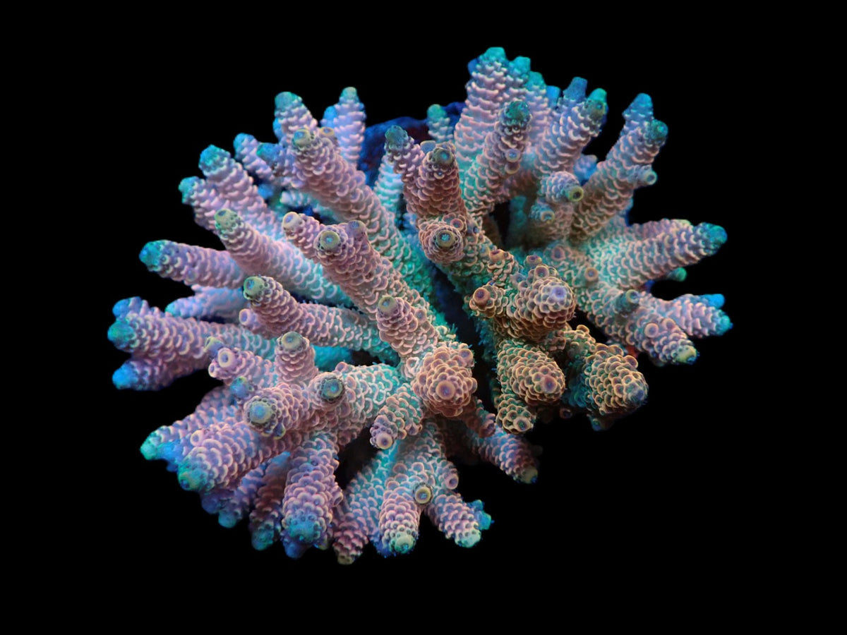 Acropora millepora (Rainbow) (M) f 321