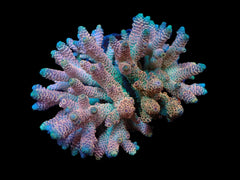 Acropora millepora (Rainbow) (M) f 321