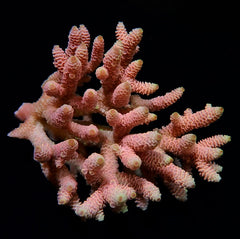 Acropora millepora (Red-Pink)
