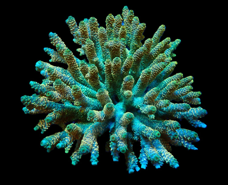 Duncanopsammia axifuga (Vibrant Green) (2h) o 231
