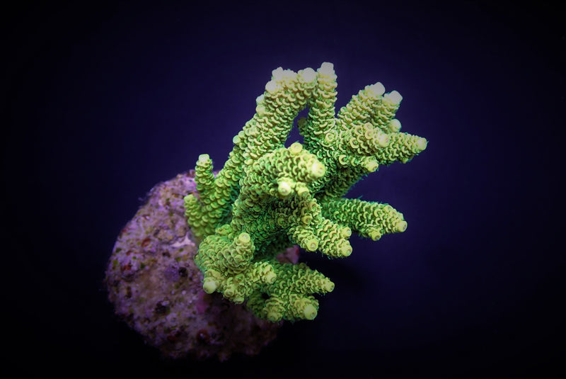 Acropora millepora (Yellow-Green)
