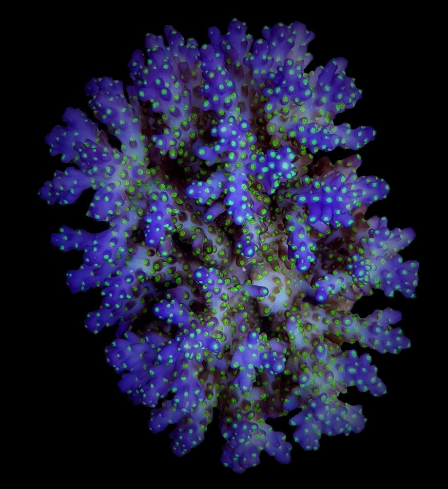 Acropora nana