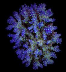 Acropora nana