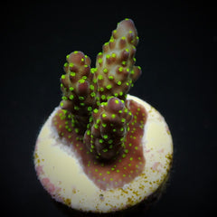 Acropora nana