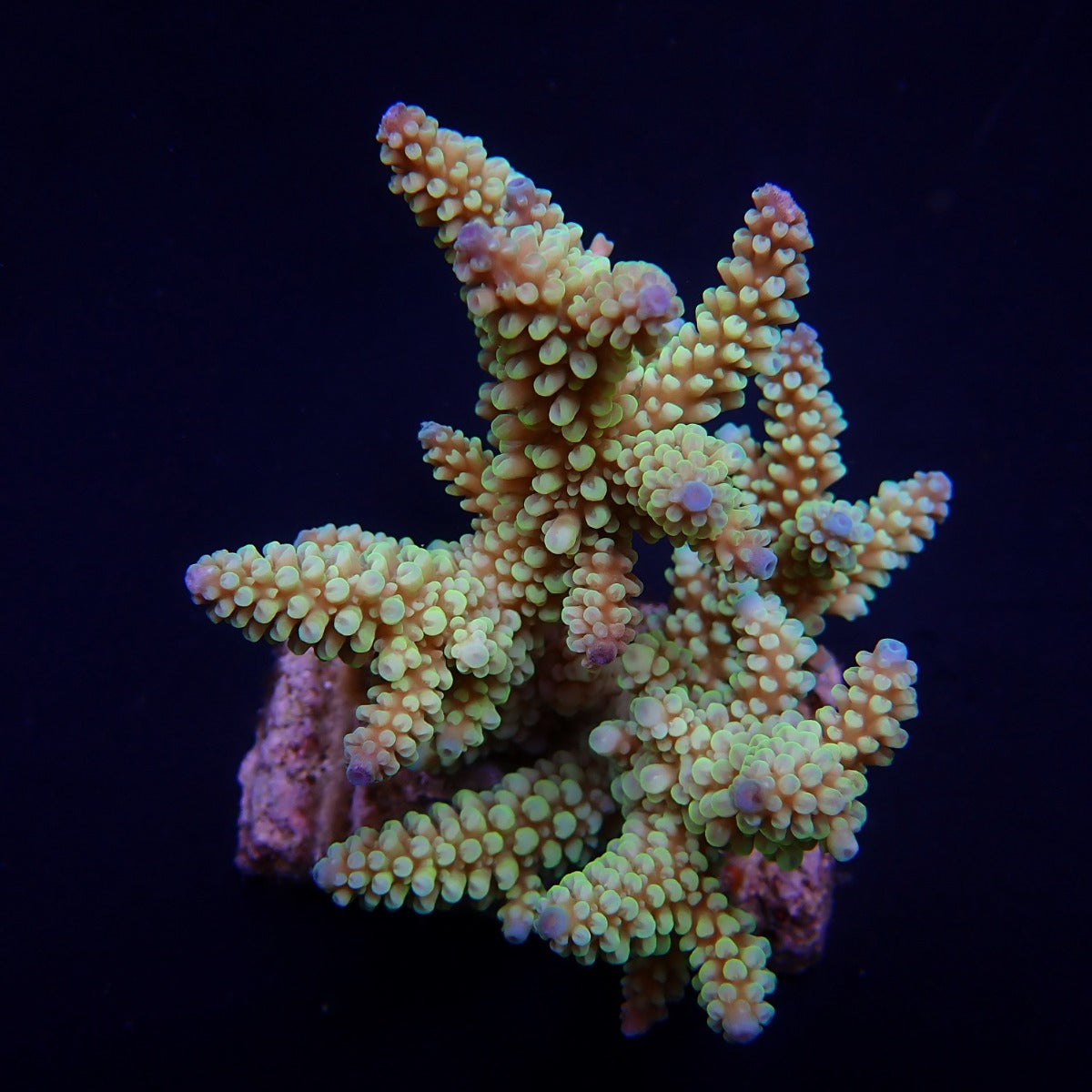 Acropora nasuta