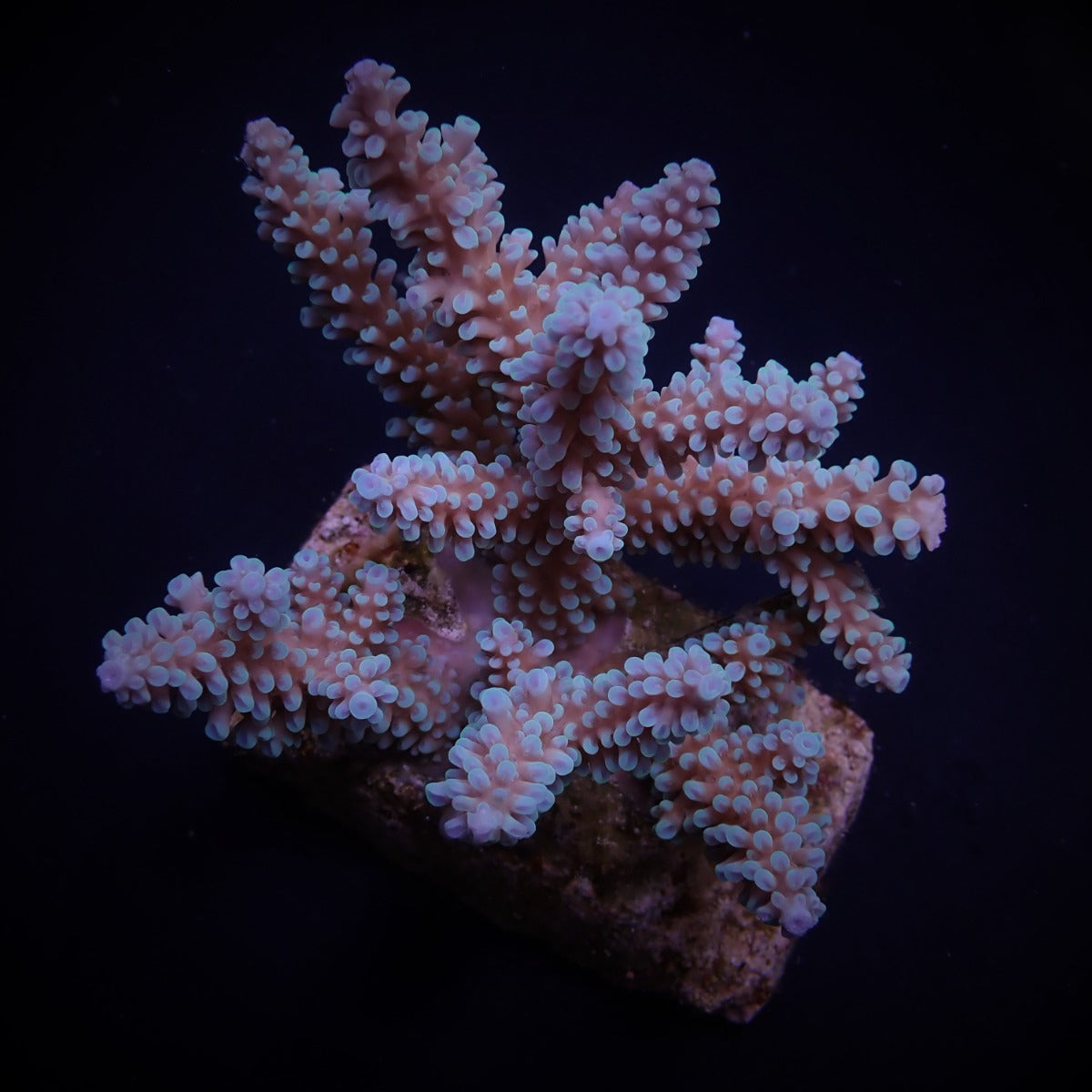 Acropora nasuta
