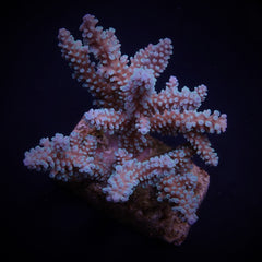 Acropora nasuta