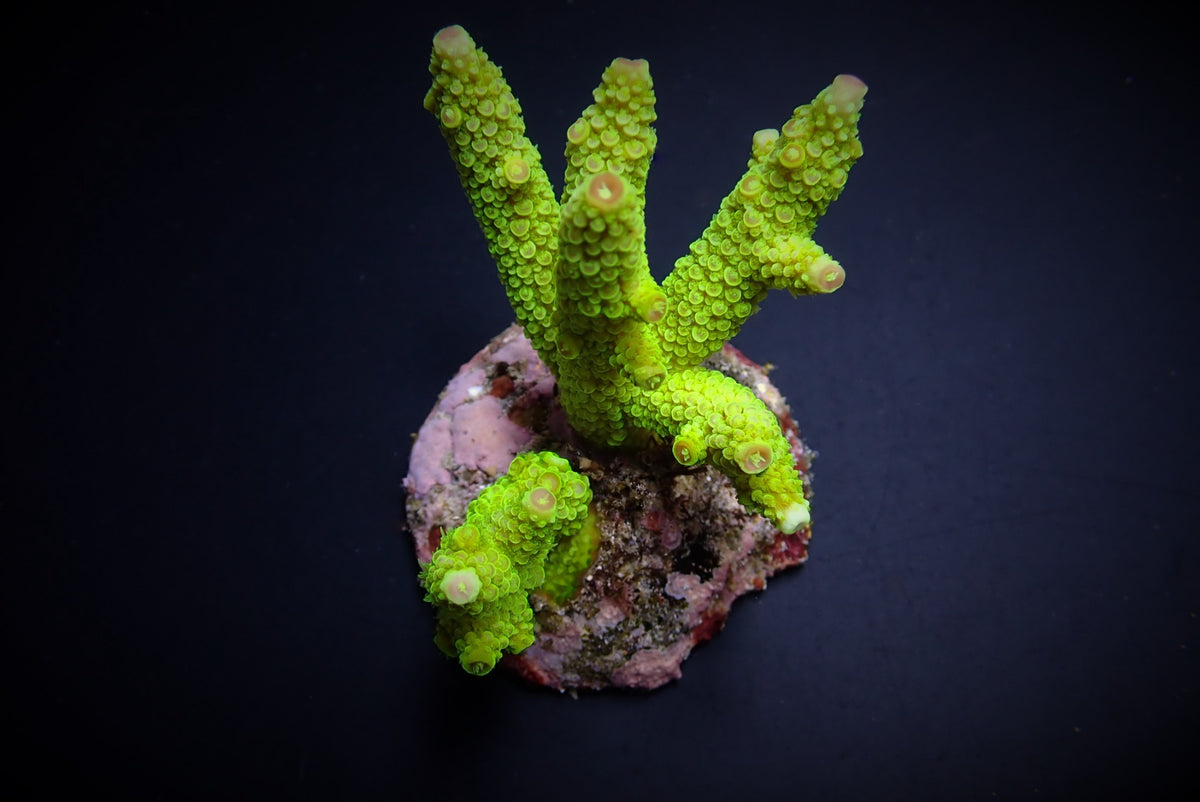 Acropora papillare