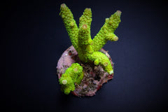 Acropora papillare