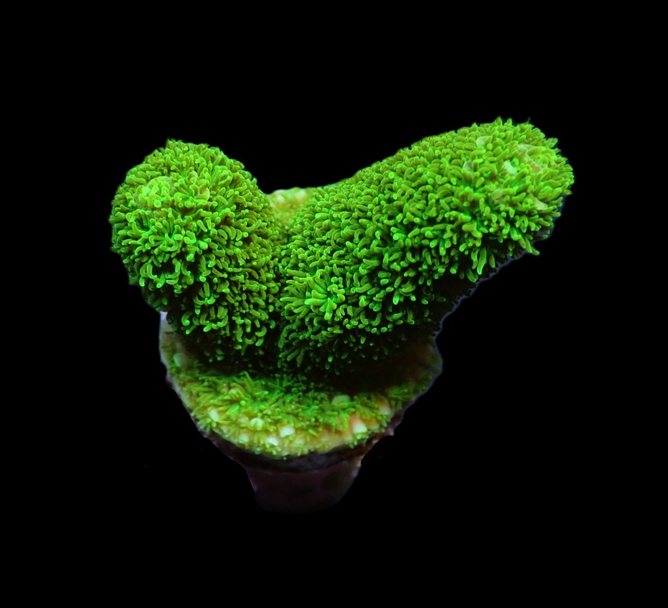 Acropora papillare (frag)