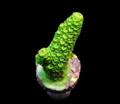 Acropora papillare (frag)