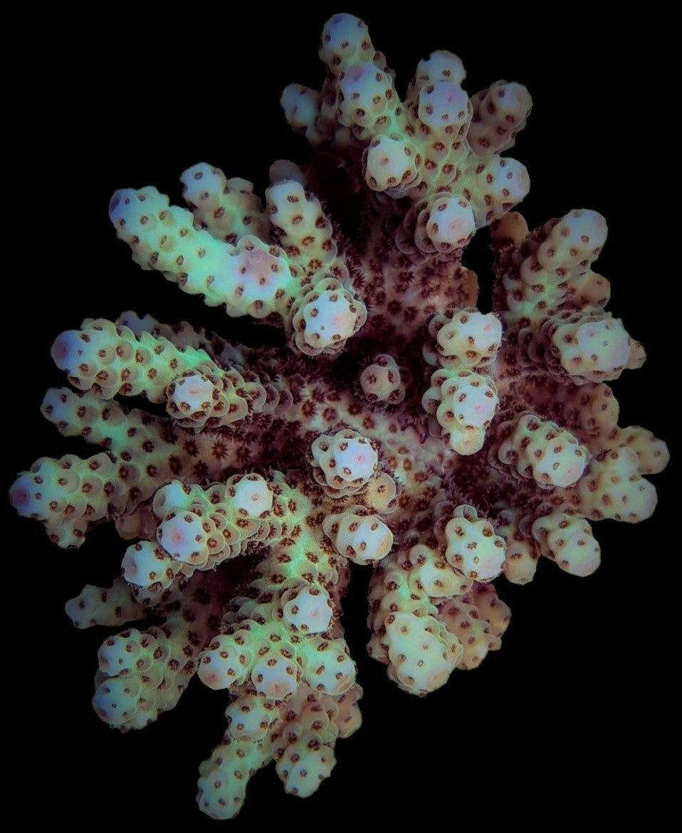 Acropora sarmentosa