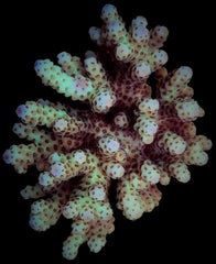 Acropora sarmentosa