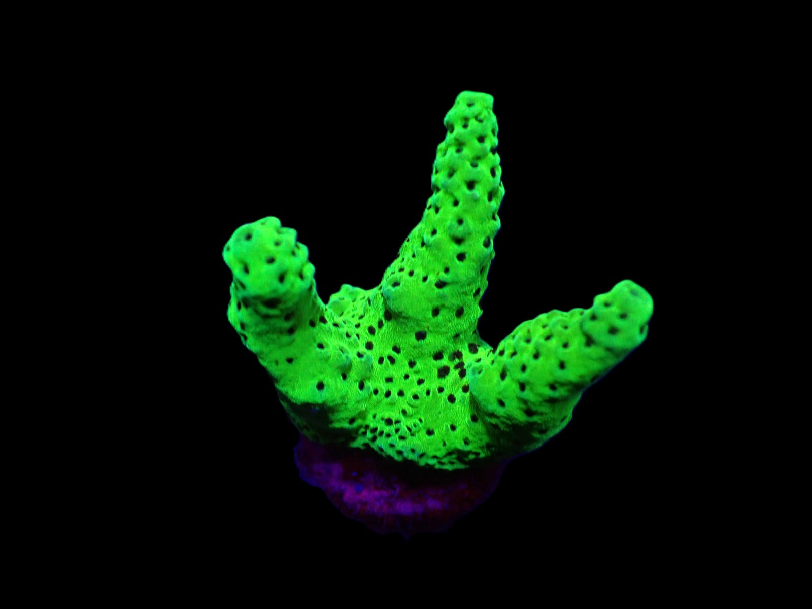 Acropora spp. (Green) (frag)