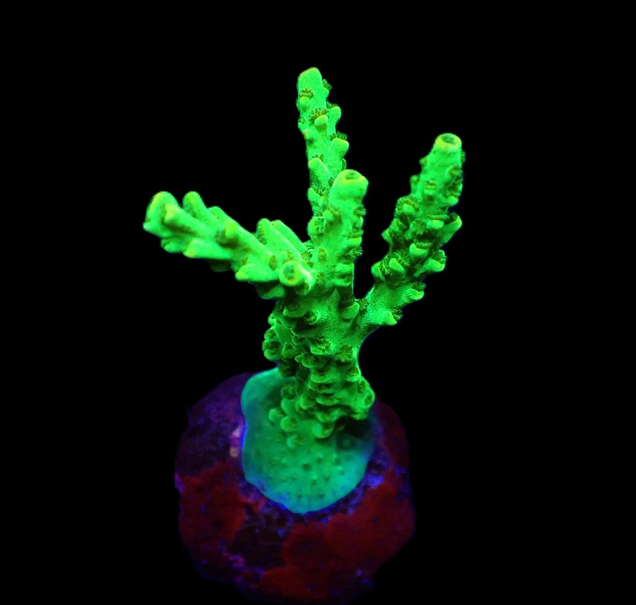 Acropora spp. (Green) (frag)