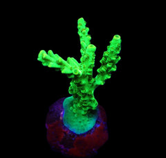 Acropora spp. (Green) (frag)
