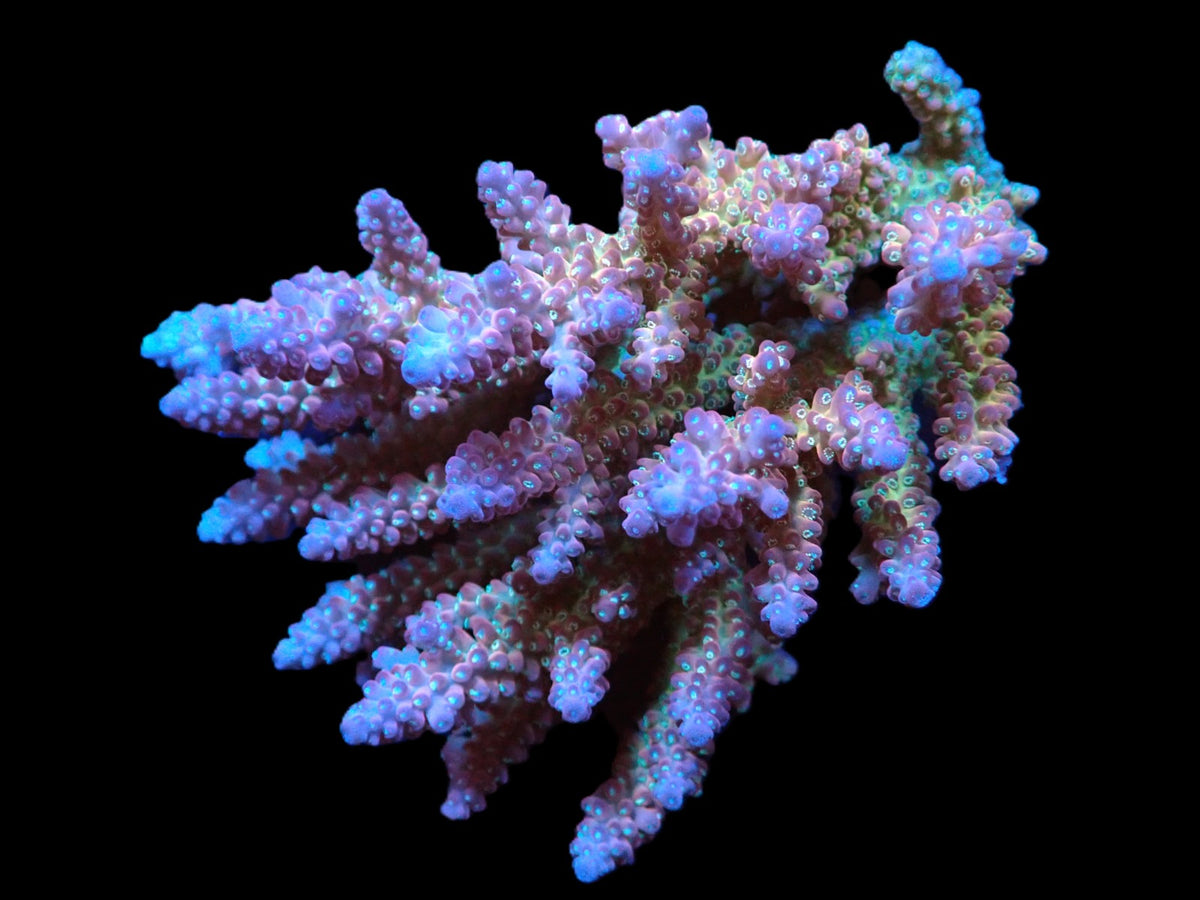 Acropora sp. (Coral Sea) (L) f 256