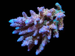 Acropora sp. (Coral Sea) (L) f 256