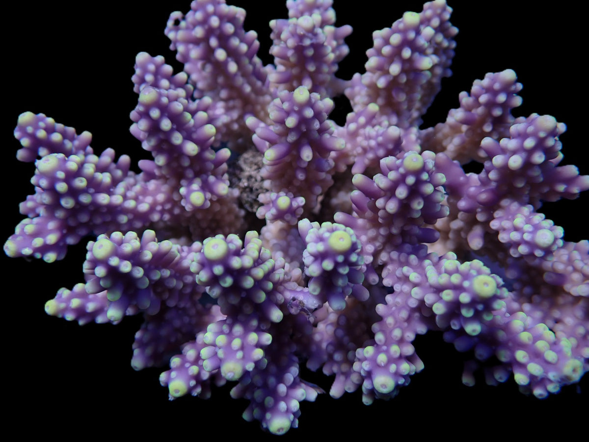 Acropora sp. (Coral Sea) (L) f 619
