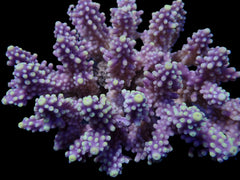 Acropora sp. (Coral Sea) (L) f 619