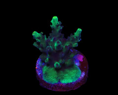 Acropora spp. (Green) (frag)