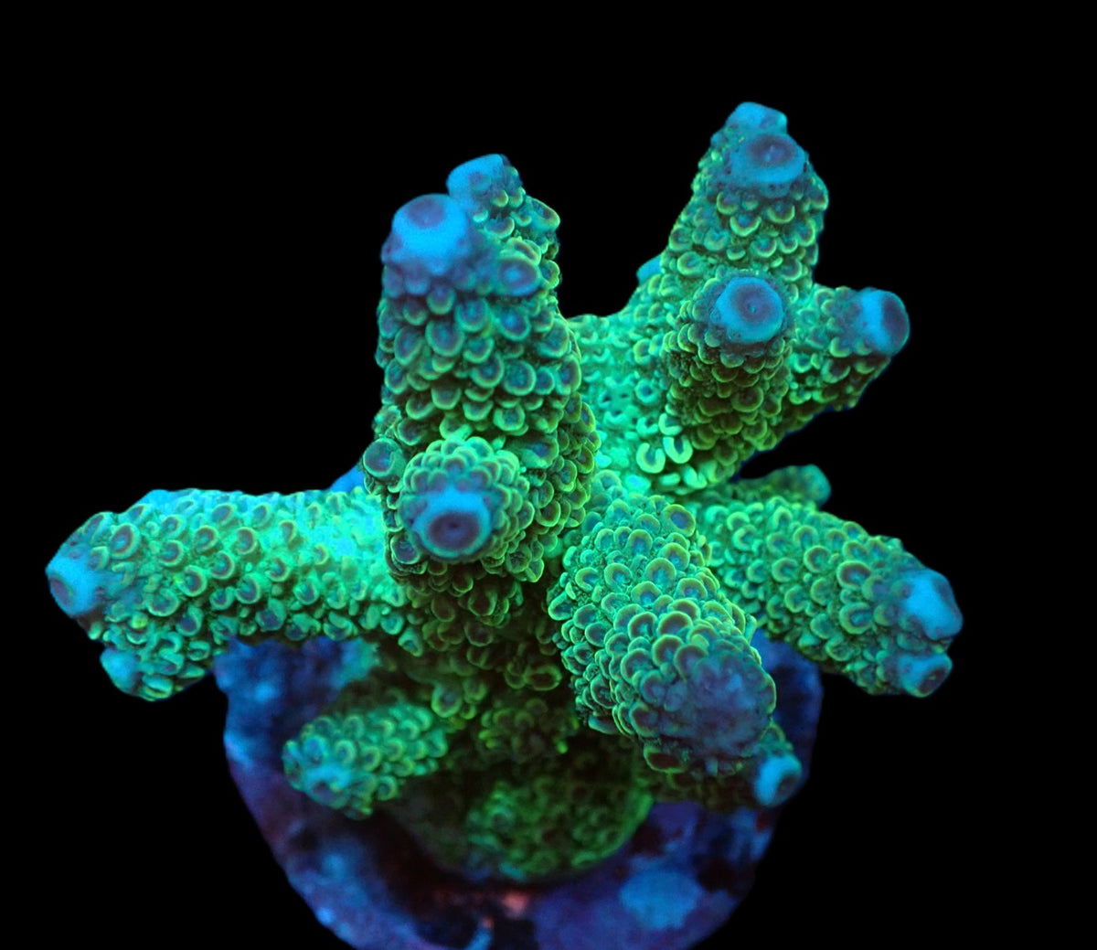 Acropora sp. (Special Colored) (L) f 419