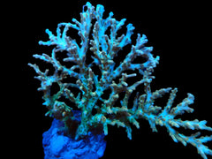 Acropora sp. (Special Selected) (XL) f 613