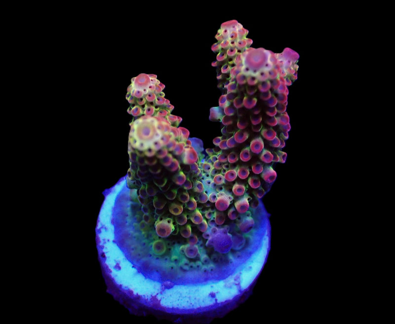 Acropora spp. (Ultra) (frag)