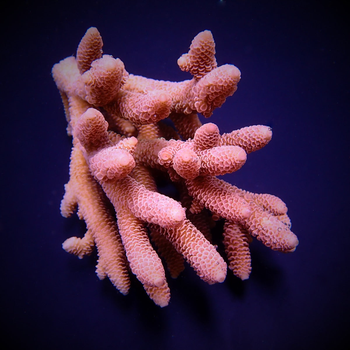 Acropora spathulata