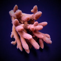 Acropora spathulata