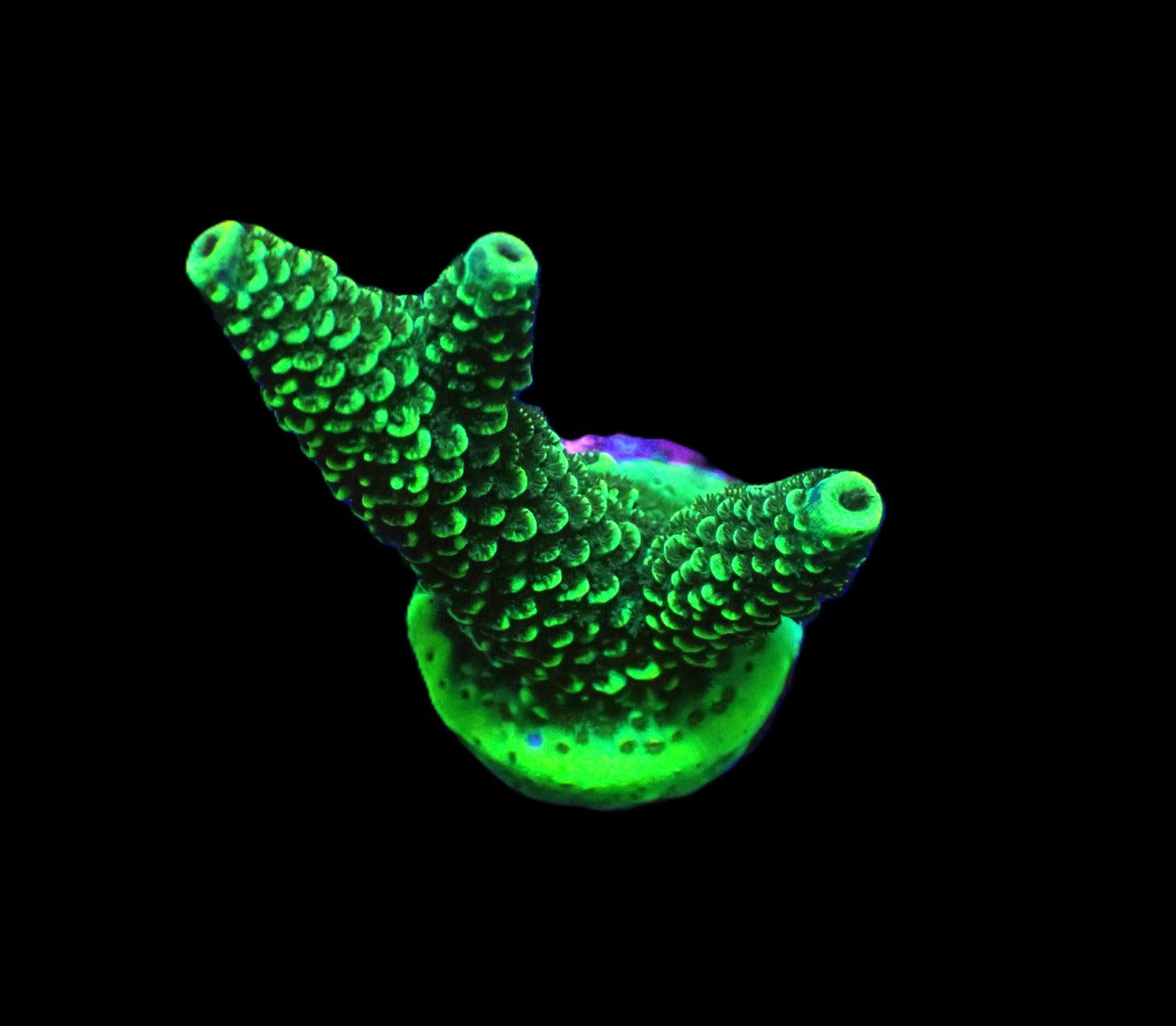 Acropora spp. (Green) (frag)