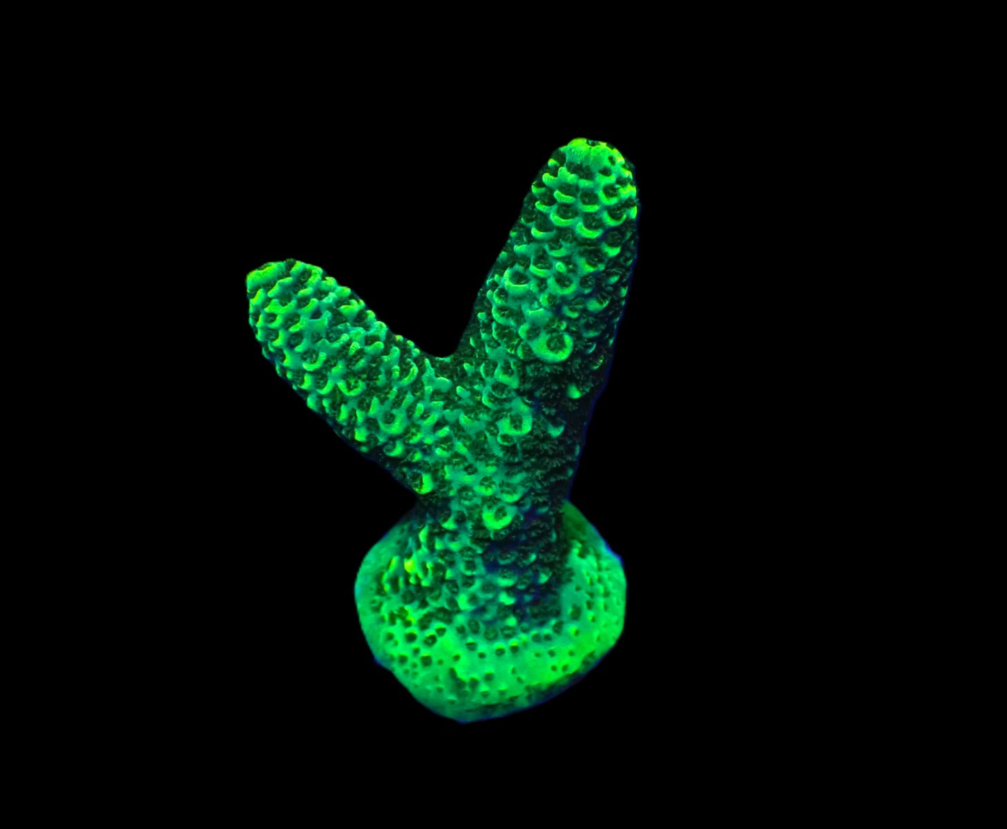 Acropora spp. (Green) (frag)