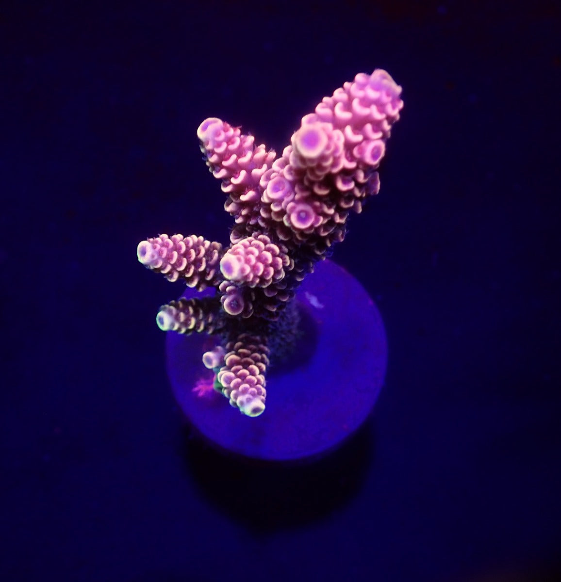 Acropora spp. (Ultra) (frag)