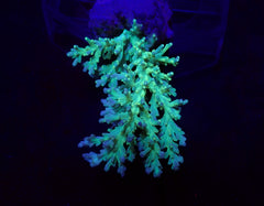 Acropora speciosa