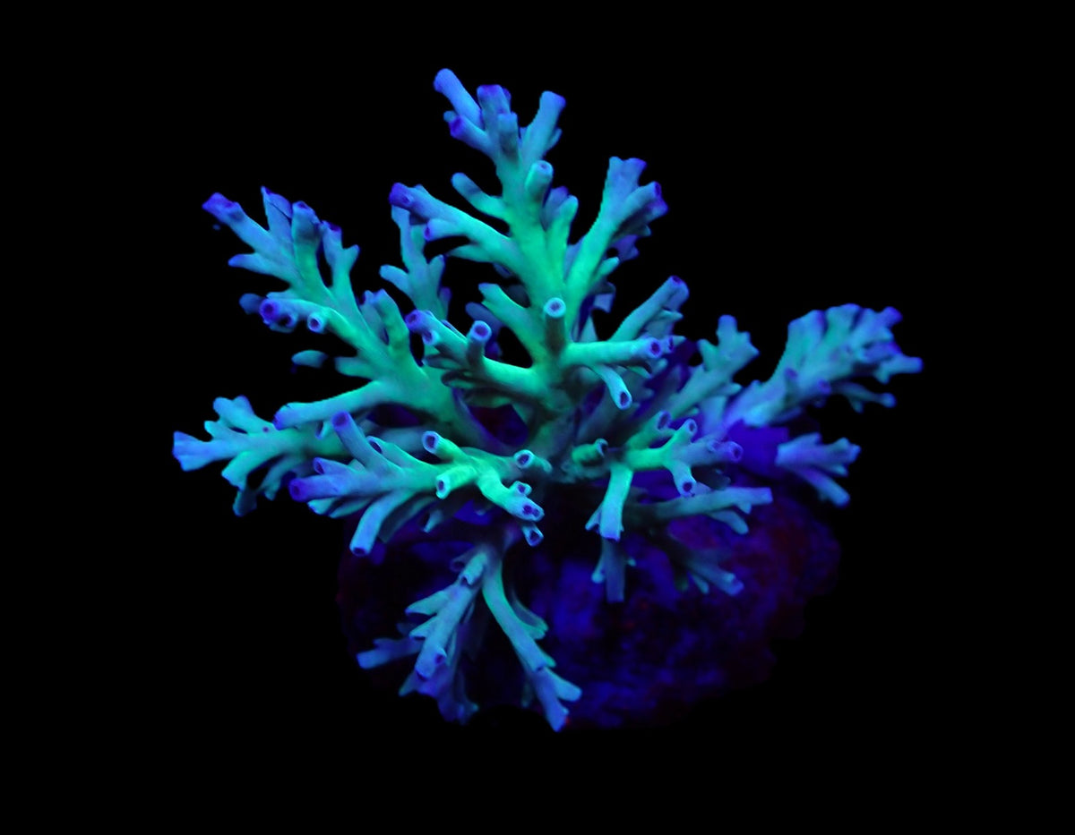 Acropora speciosa